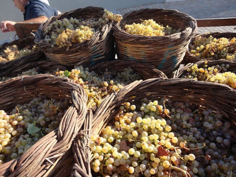 close-up of a man carrying a hand trolley with wicker baskets with bunches of grapes at Domaine Papagiannakos